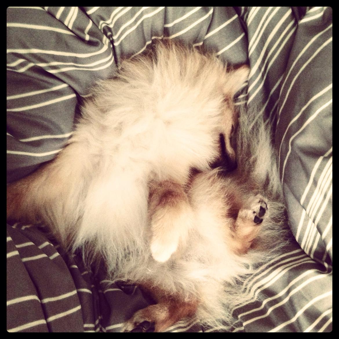 Pomeranian Topsy's Lasko billede 40