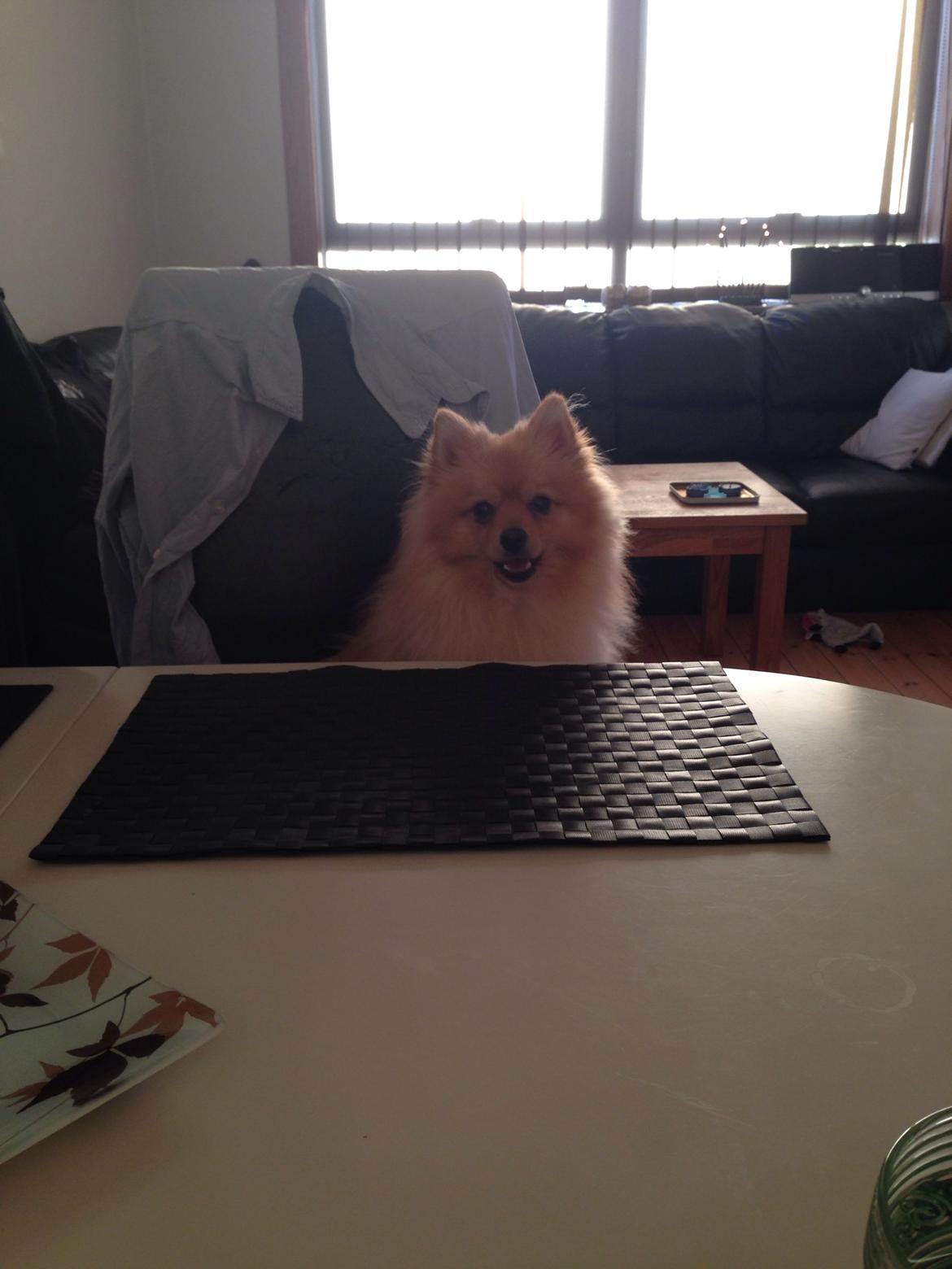 Pomeranian Topsy's Lasko billede 41