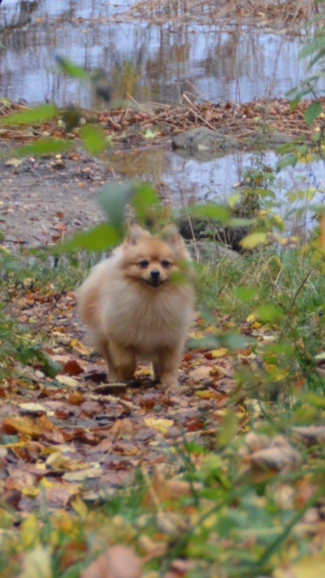 Pomeranian Topsy's Lasko billede 42