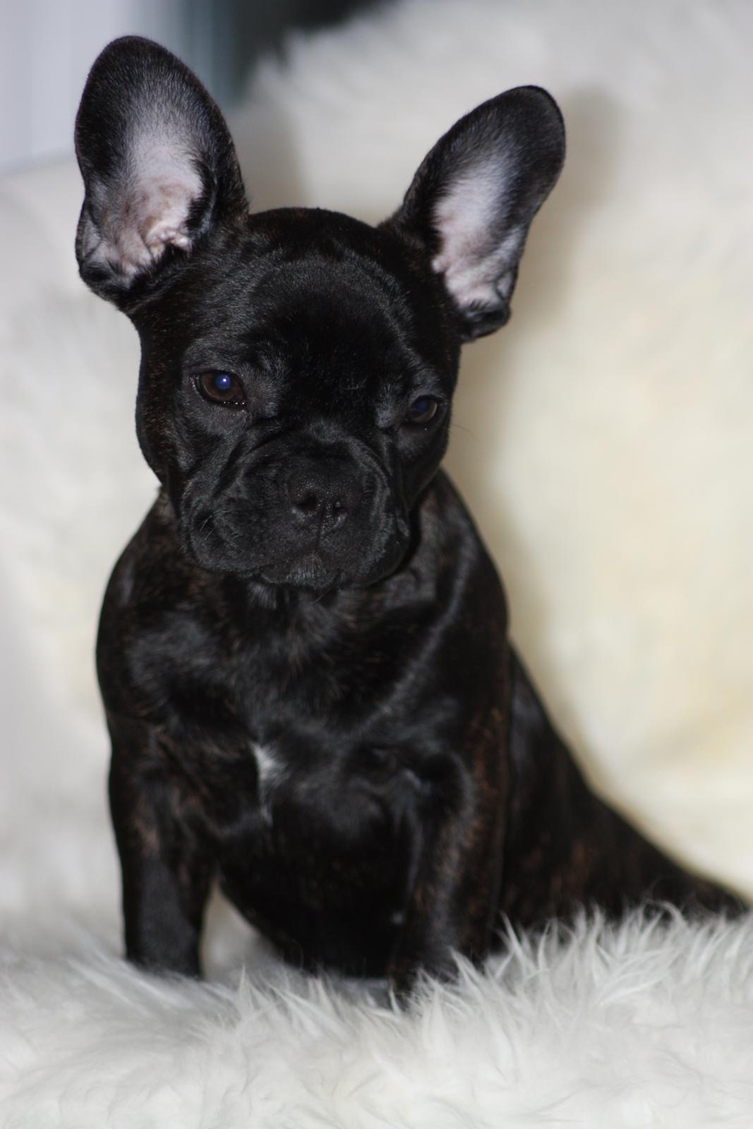 Fransk bulldog Carla - 15 uger gammel billede 17