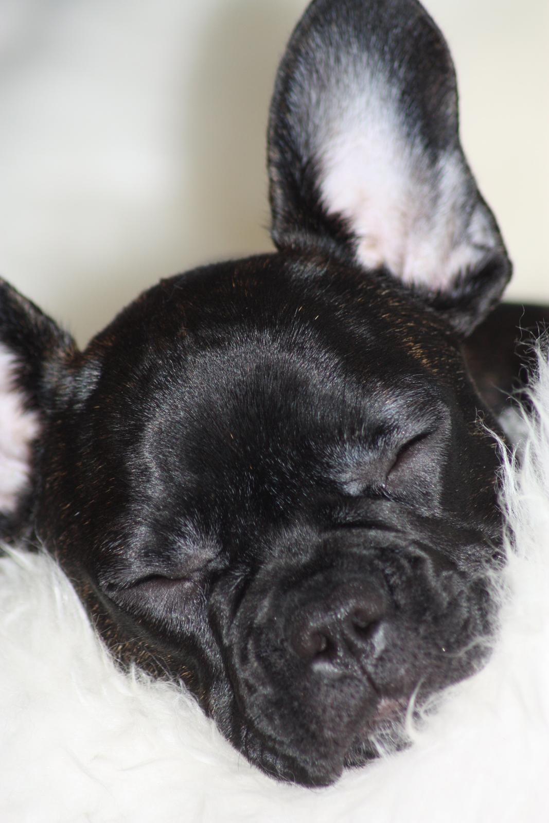 Fransk bulldog Carla - Sovetid .. 
15 uger gammel billede 18