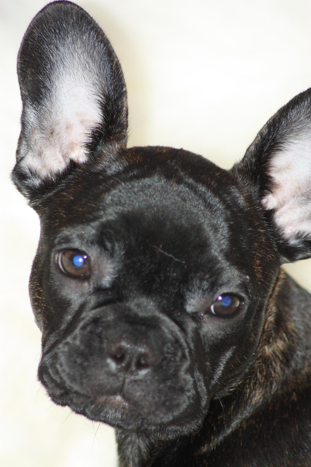 Fransk bulldog Carla - 15 uger gammel billede 19