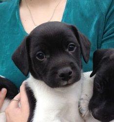 Dansk svensk gaardhund Hermann - Første billede af ham billede 1