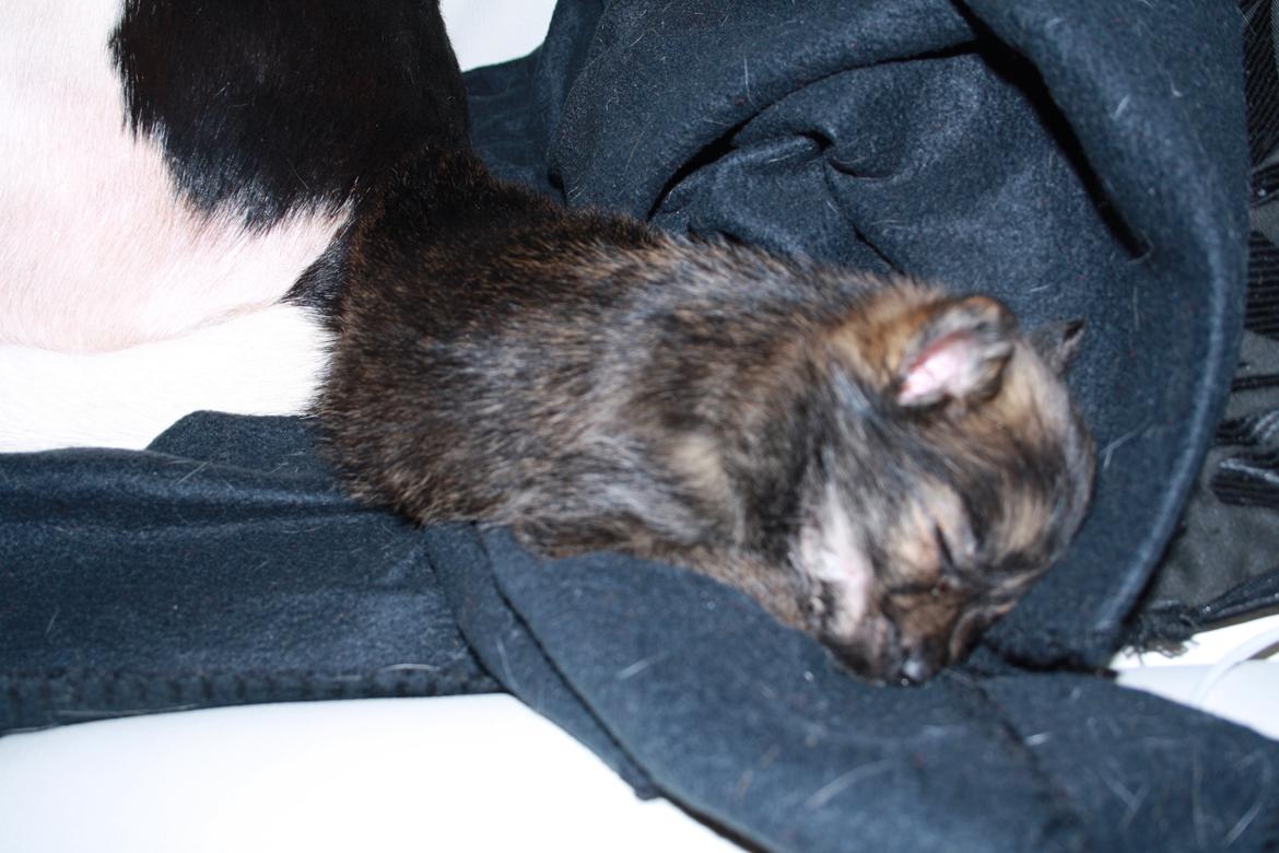 Blanding af racer Chili - Så gik jeg kold igen billede 15