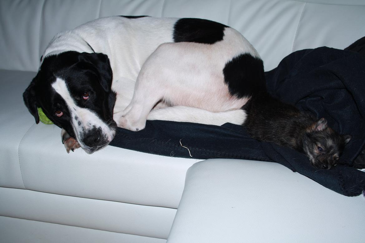 Blanding af racer Chili - Når mor er træt og har brug for 2 minutter i fred så må vi ligge i sofaen. billede 16