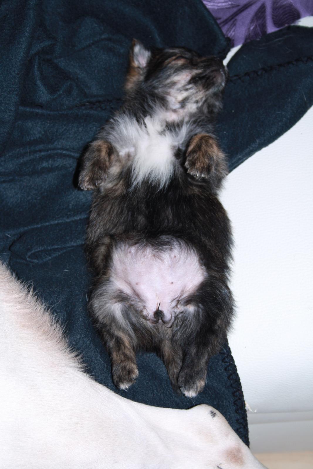 Blanding af racer Chili - Jeg kan godt lide at lege skildpadde billede 17