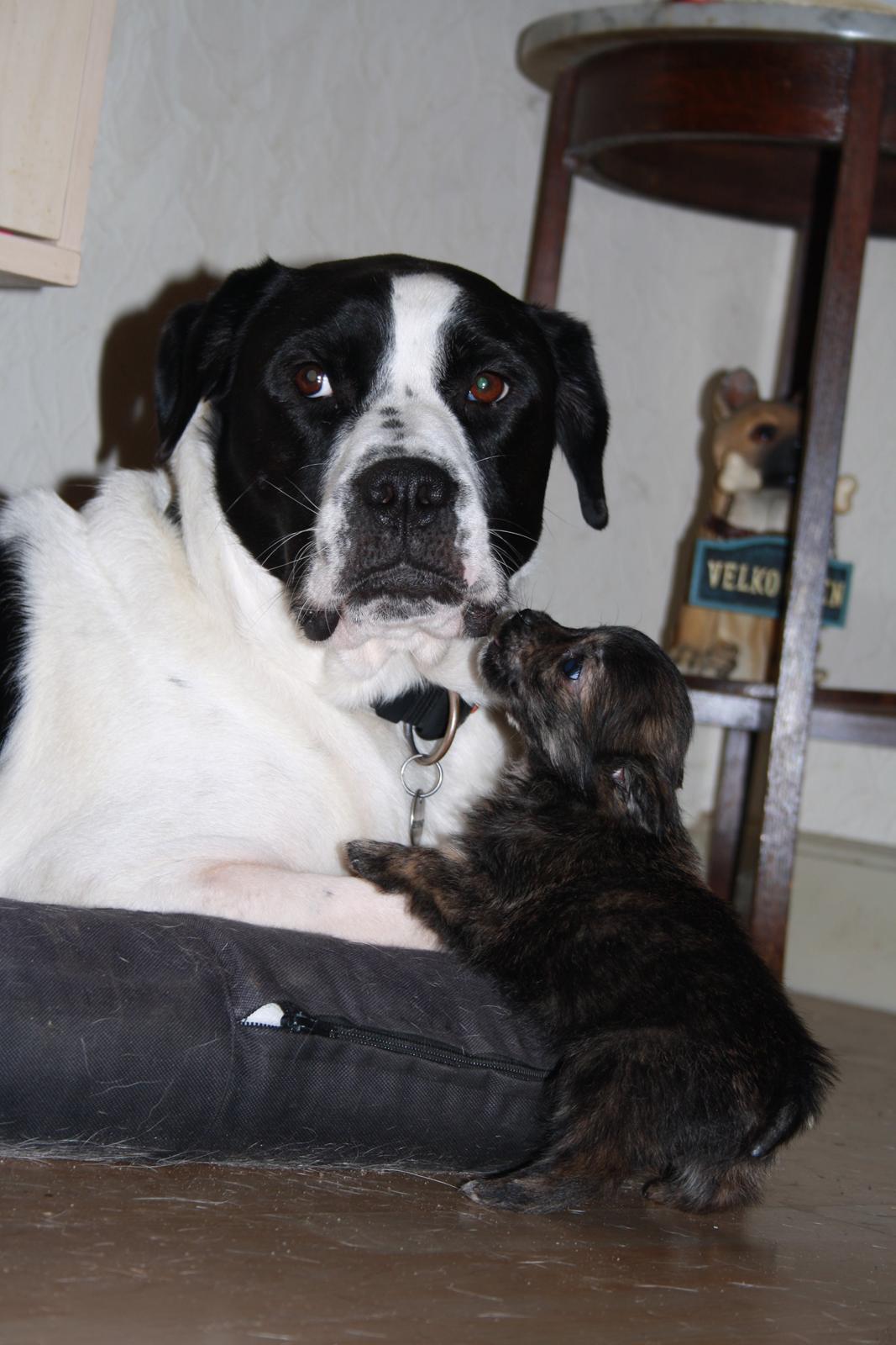 Blanding af racer Chili - jeg vil gerne kysse dig men jeg kan ikke nå... billede 18