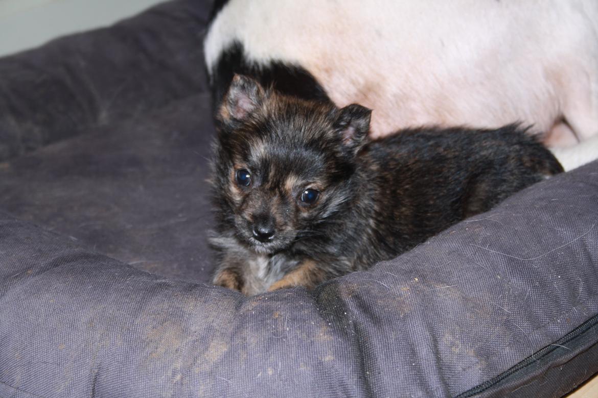 Blanding af racer Chili - Ja jeg er lille men har et STORT ego. Jeg prøver at overtage den store kurv billede 1