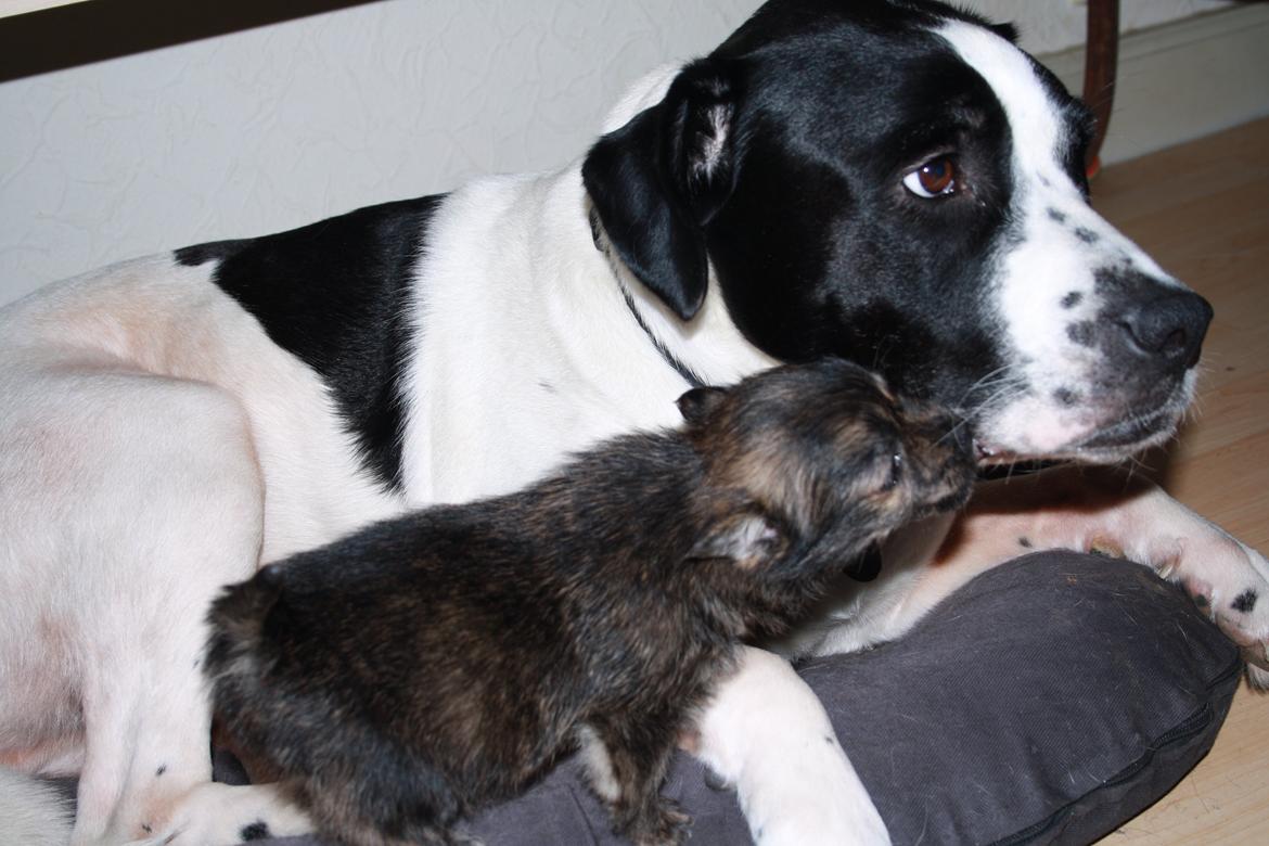 Blanding af racer Chili - Nu kan jeg nå... kys kys billede 19