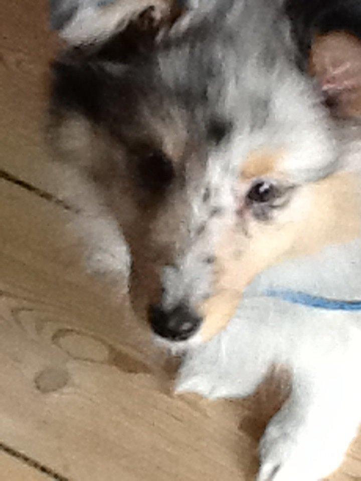 Shetland sheepdog Balto - her er han helt lille jeg har lige fået ham <3<3<3<3 billede 1