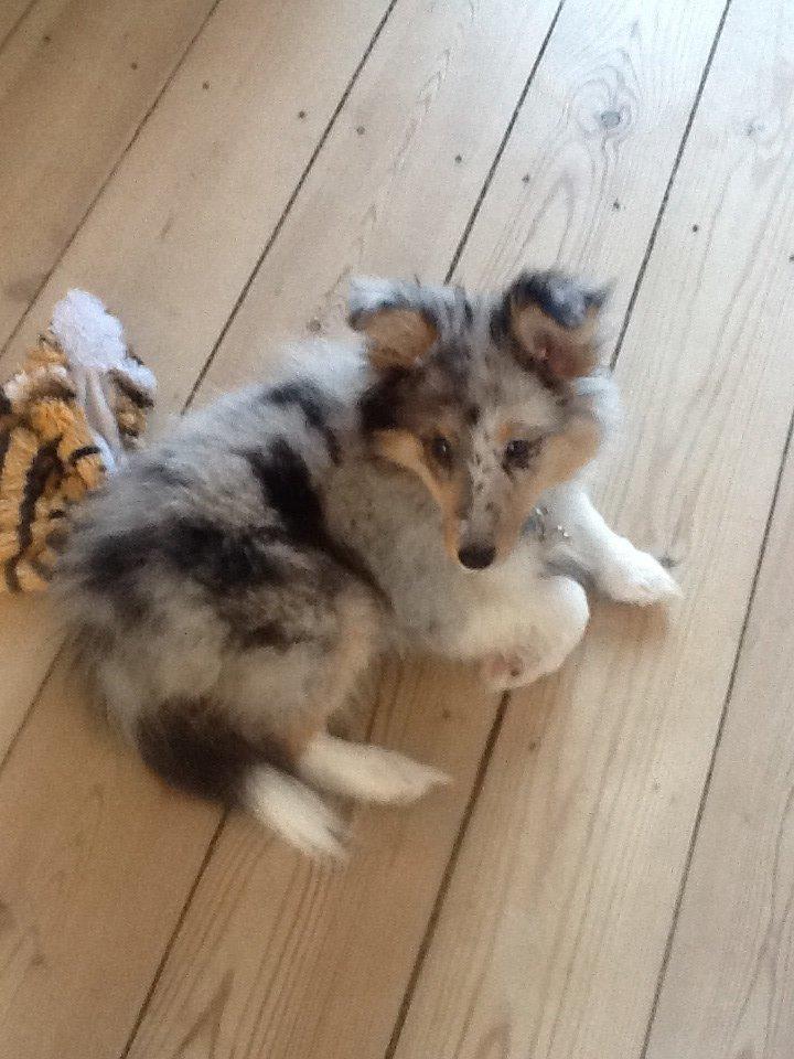 Shetland sheepdog Balto billede 3