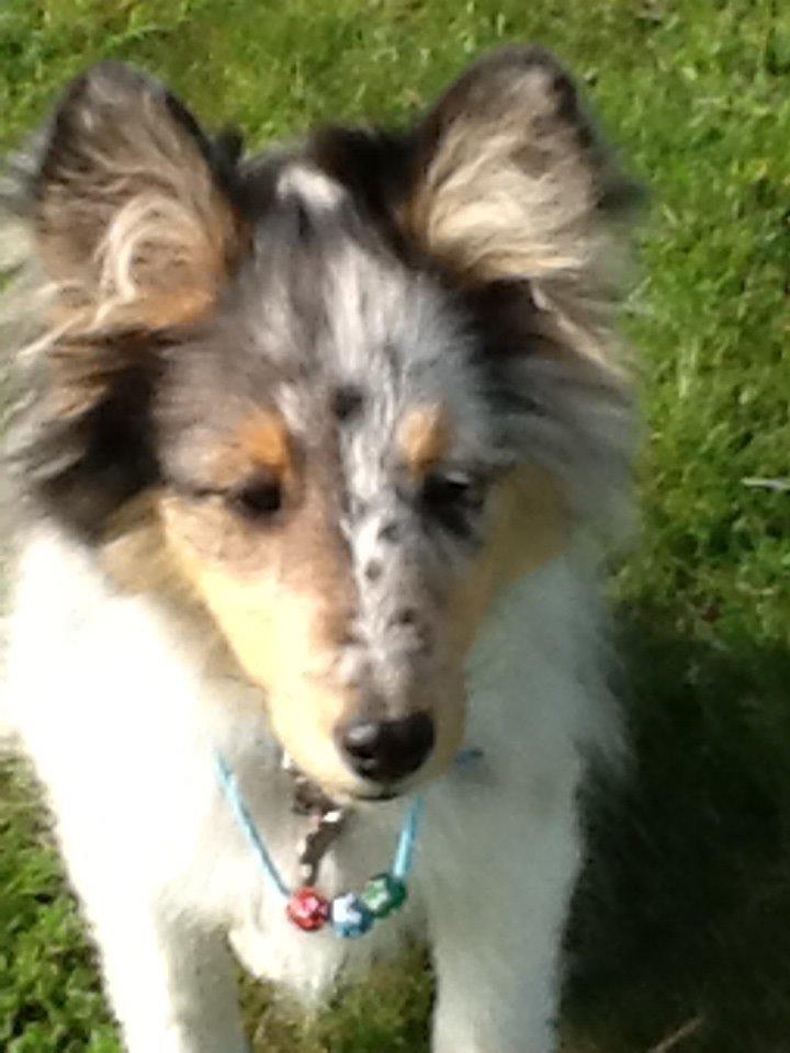Shetland sheepdog Balto billede 4