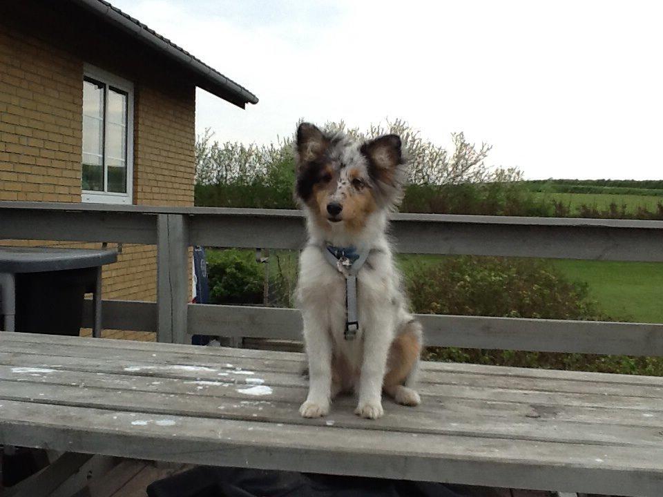 Shetland sheepdog Balto billede 5