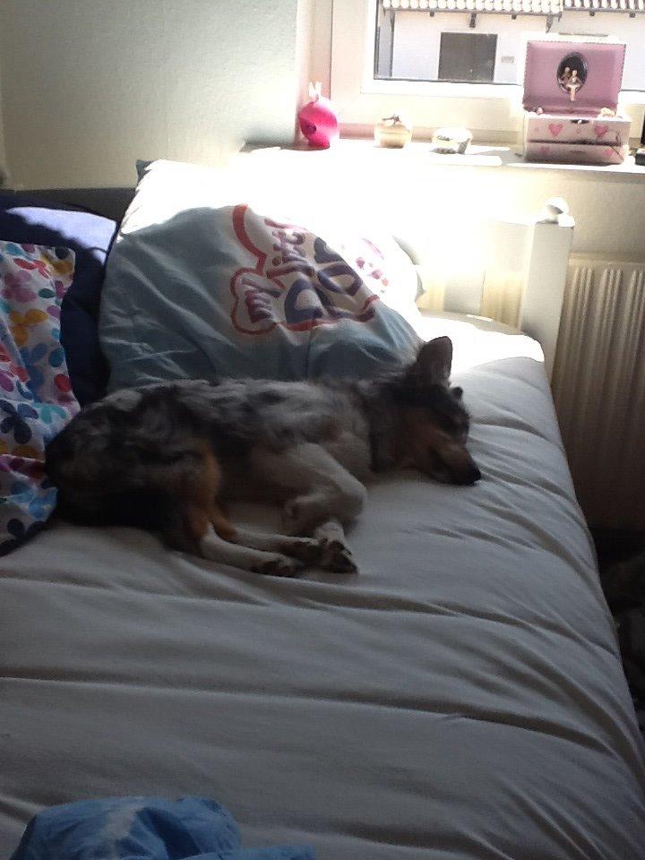 Shetland sheepdog Balto billede 6