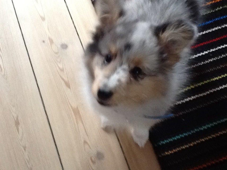 Shetland sheepdog Balto billede 7