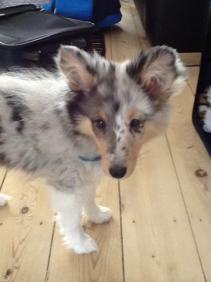 Shetland sheepdog Balto billede 8
