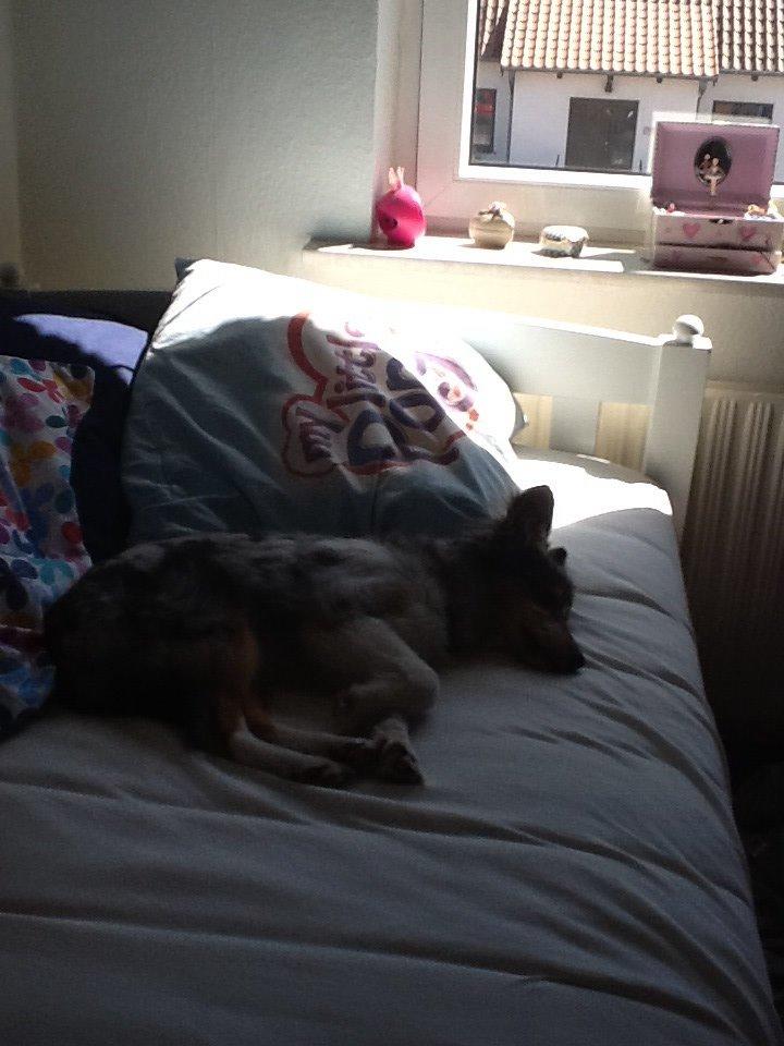 Shetland sheepdog Balto billede 11