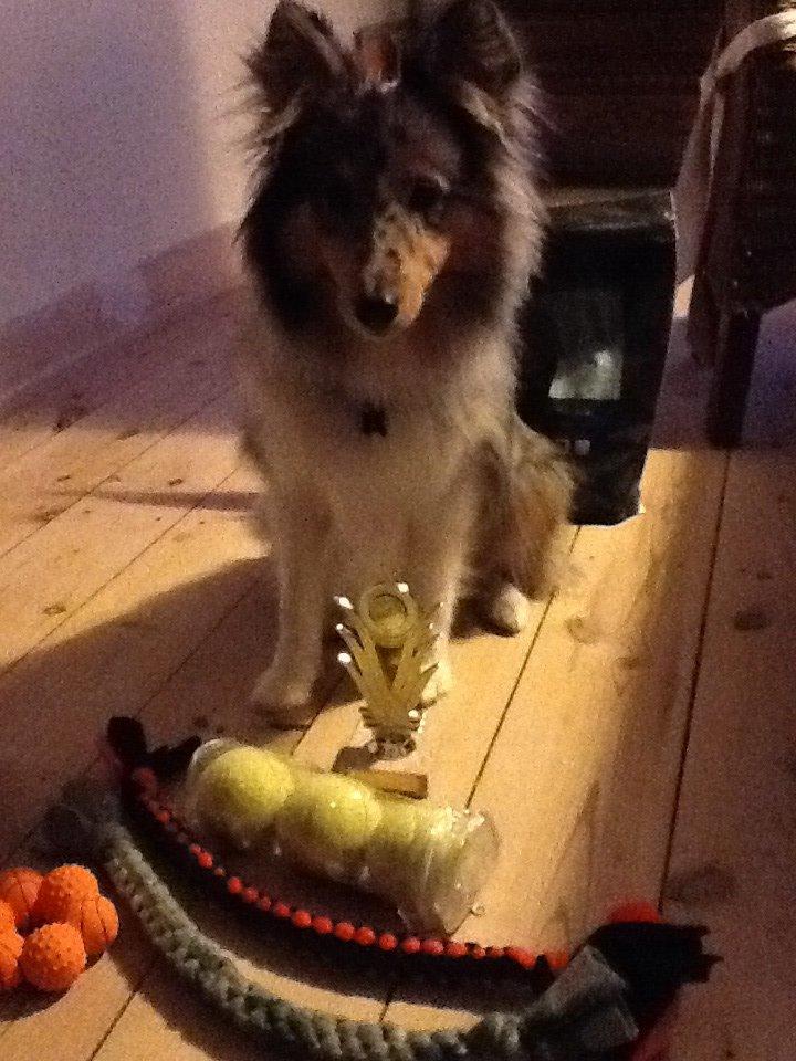 Shetland sheepdog Balto billede 12