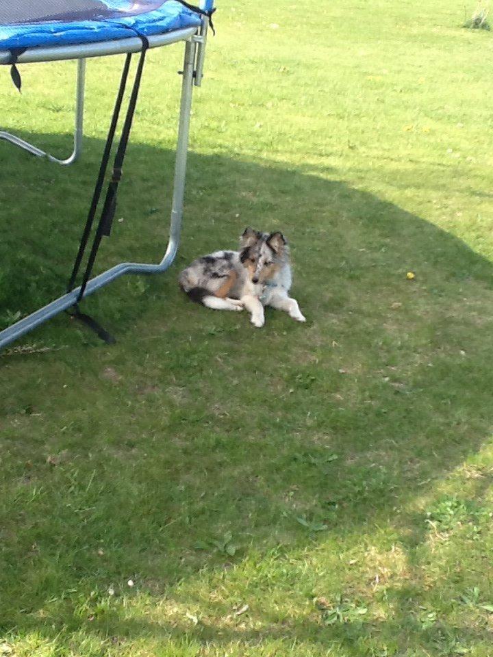 Shetland sheepdog Balto billede 13