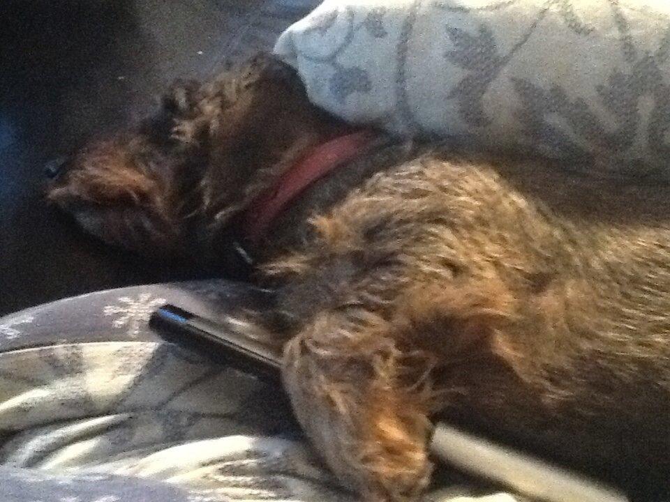 Gravhund Luna billede 1