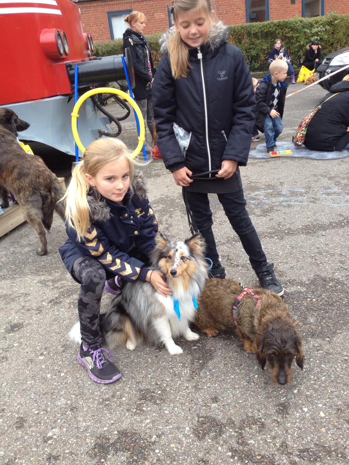 Gravhund Luna billede 4