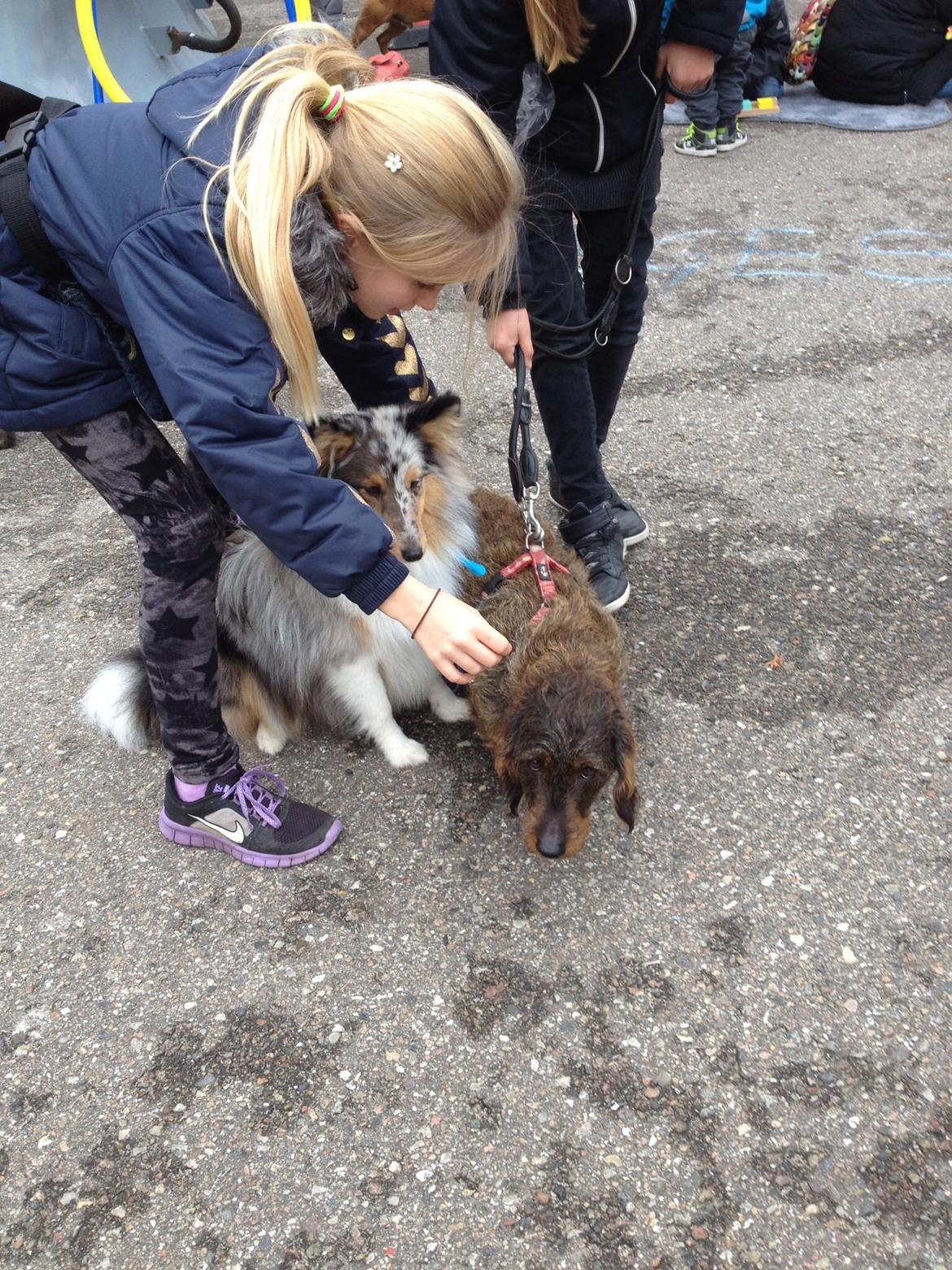 Gravhund Luna billede 5