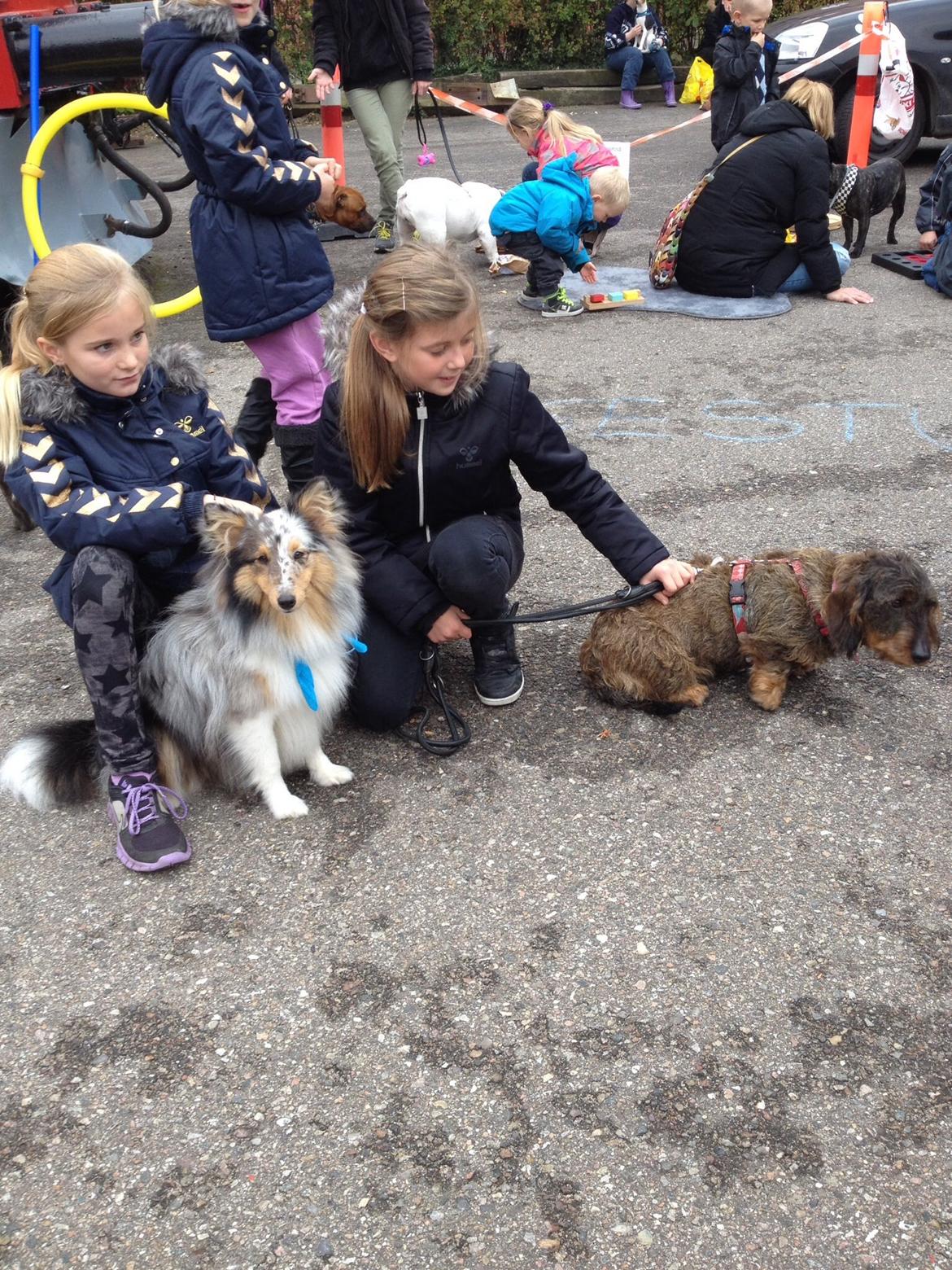 Gravhund Luna billede 7