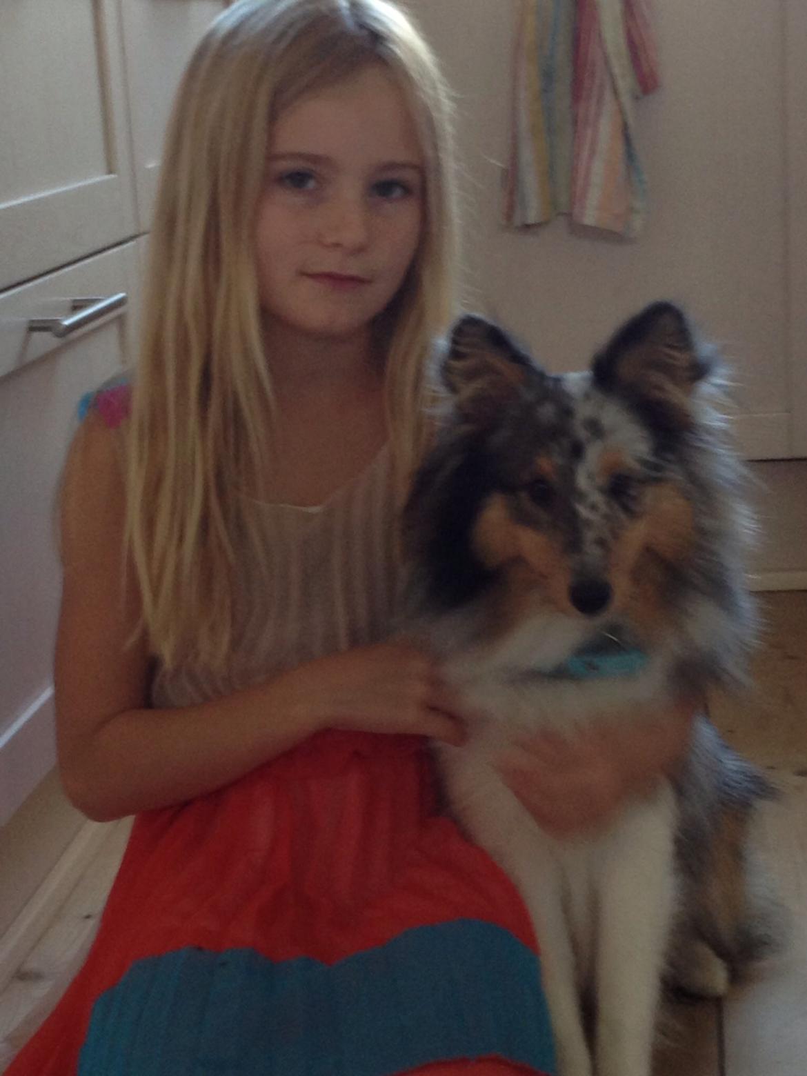 Shetland sheepdog Balto billede 14