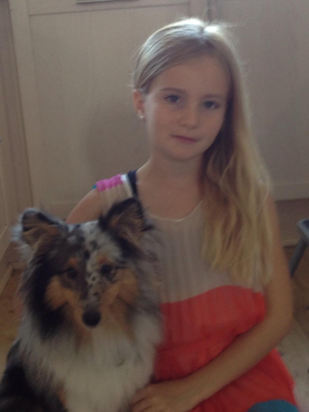 Shetland sheepdog Balto billede 15