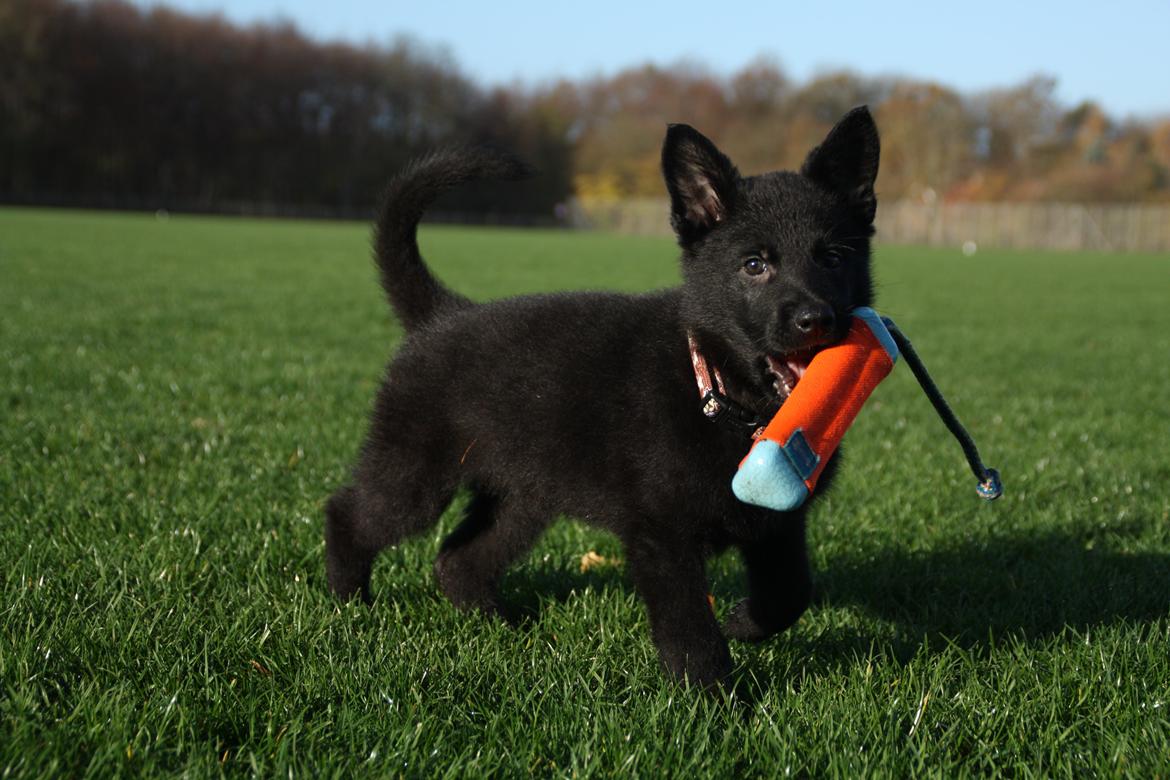 Schæferhund Oswald billede 1