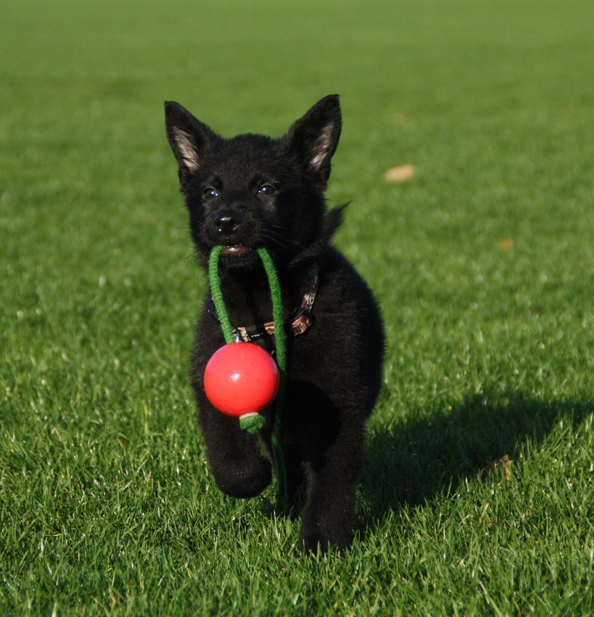 Schæferhund Oswald billede 2