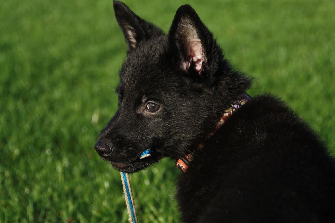 Schæferhund Oswald billede 3