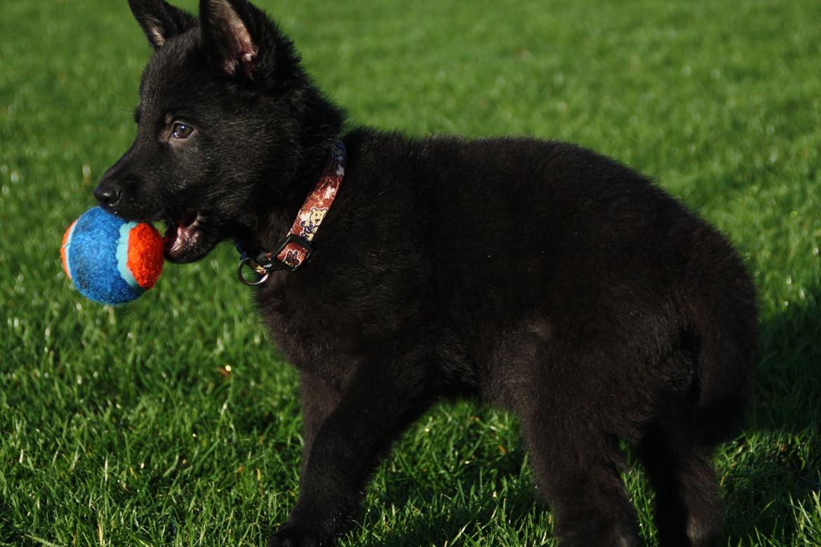 Schæferhund Oswald billede 4