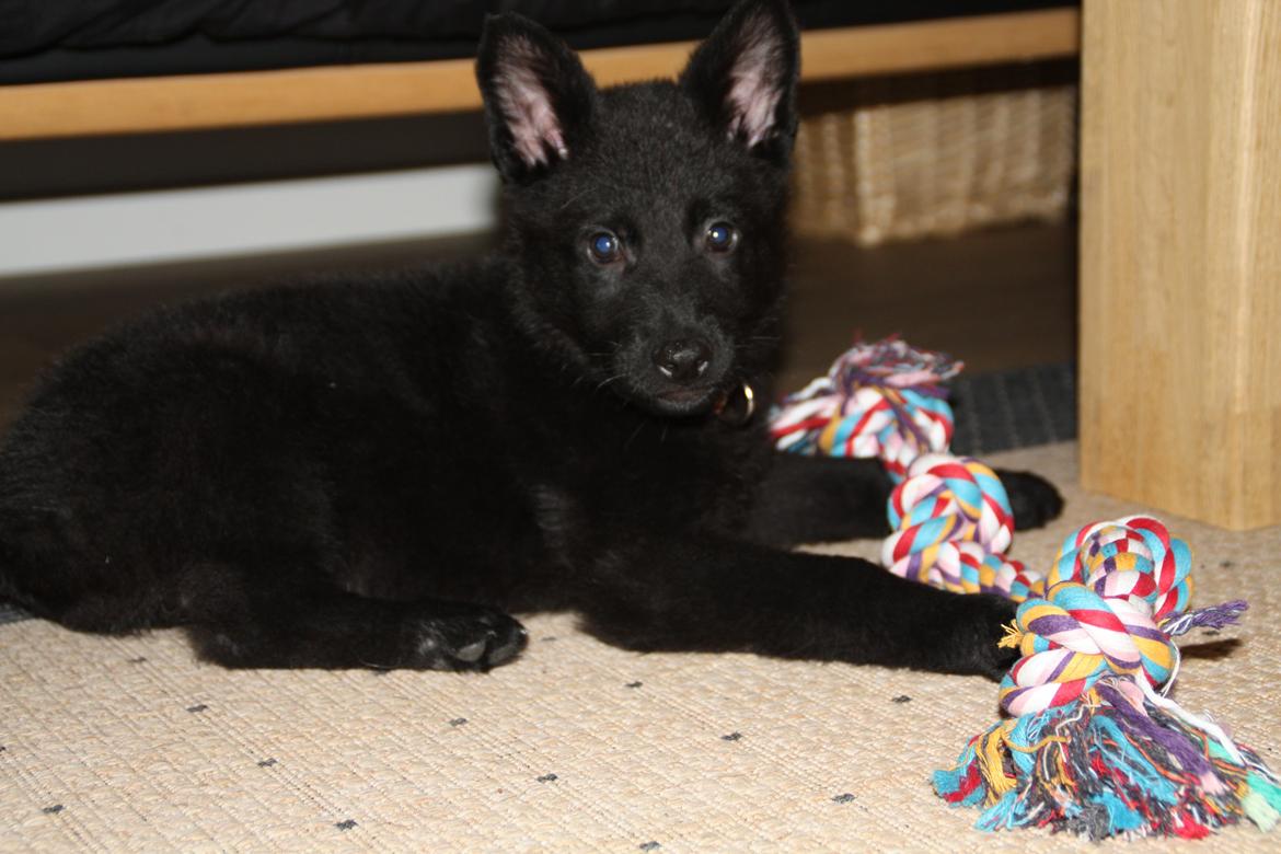 Schæferhund Oswald billede 5