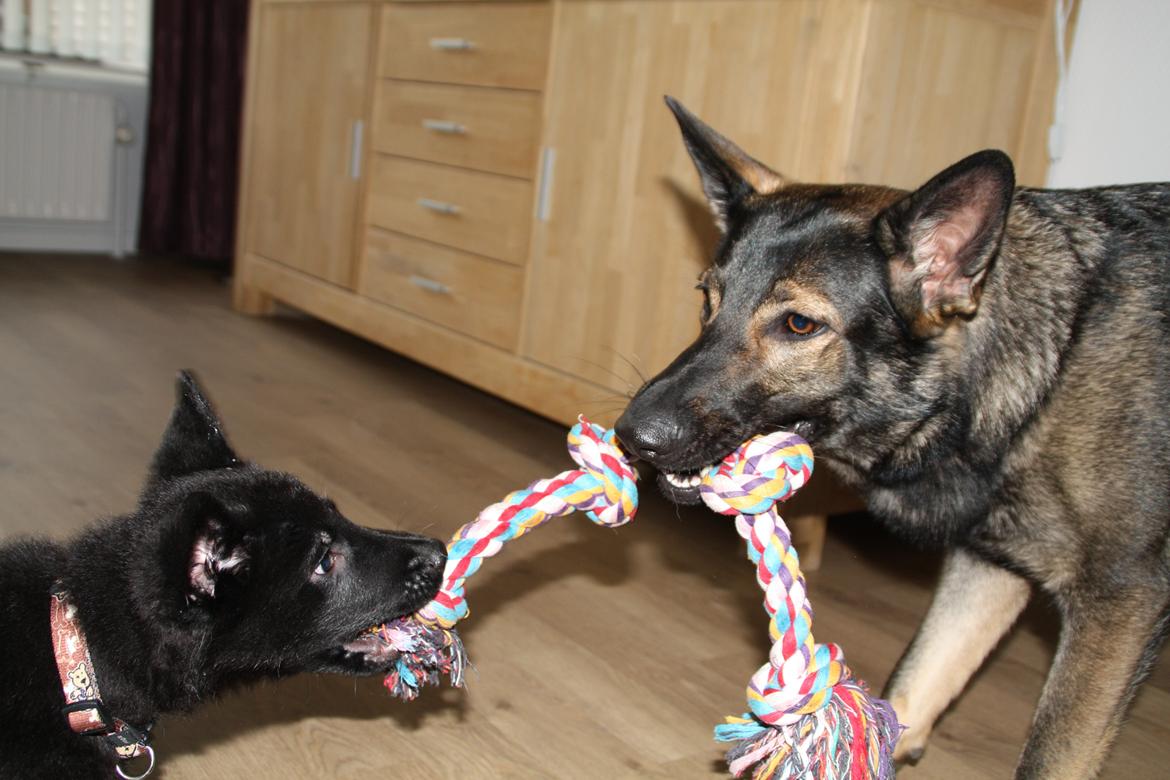 Schæferhund Oswald billede 6