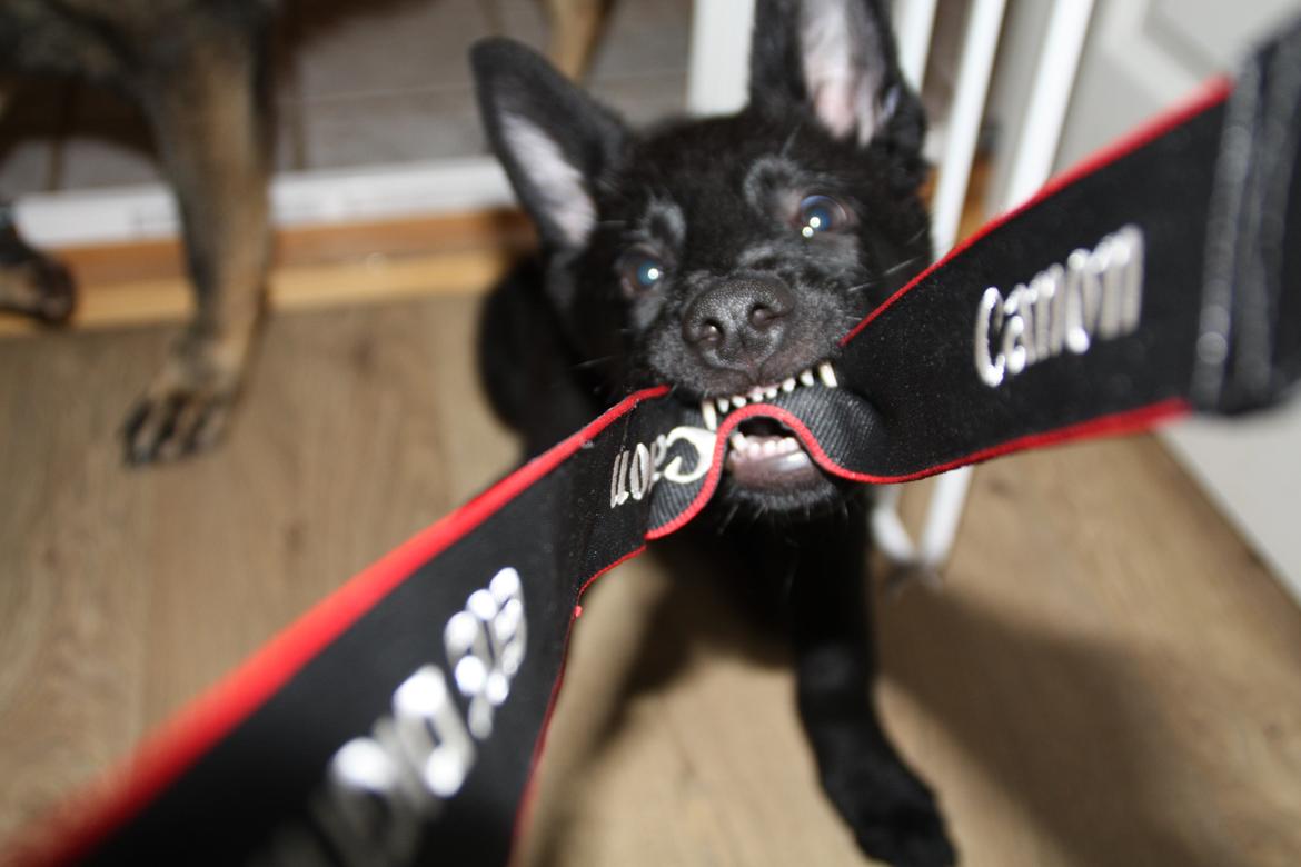 Schæferhund Oswald billede 7