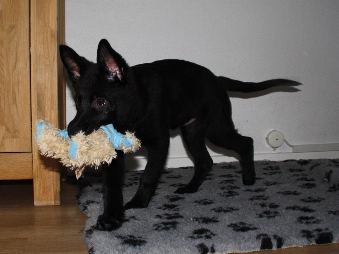 Schæferhund Oswald billede 9