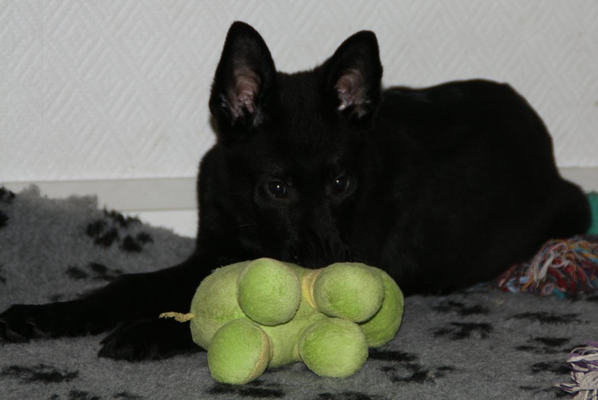 Schæferhund Oswald billede 10