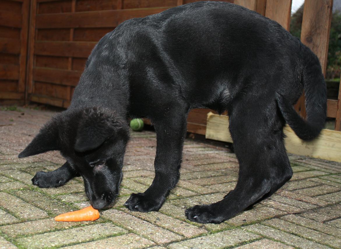 Schæferhund Oswald billede 11