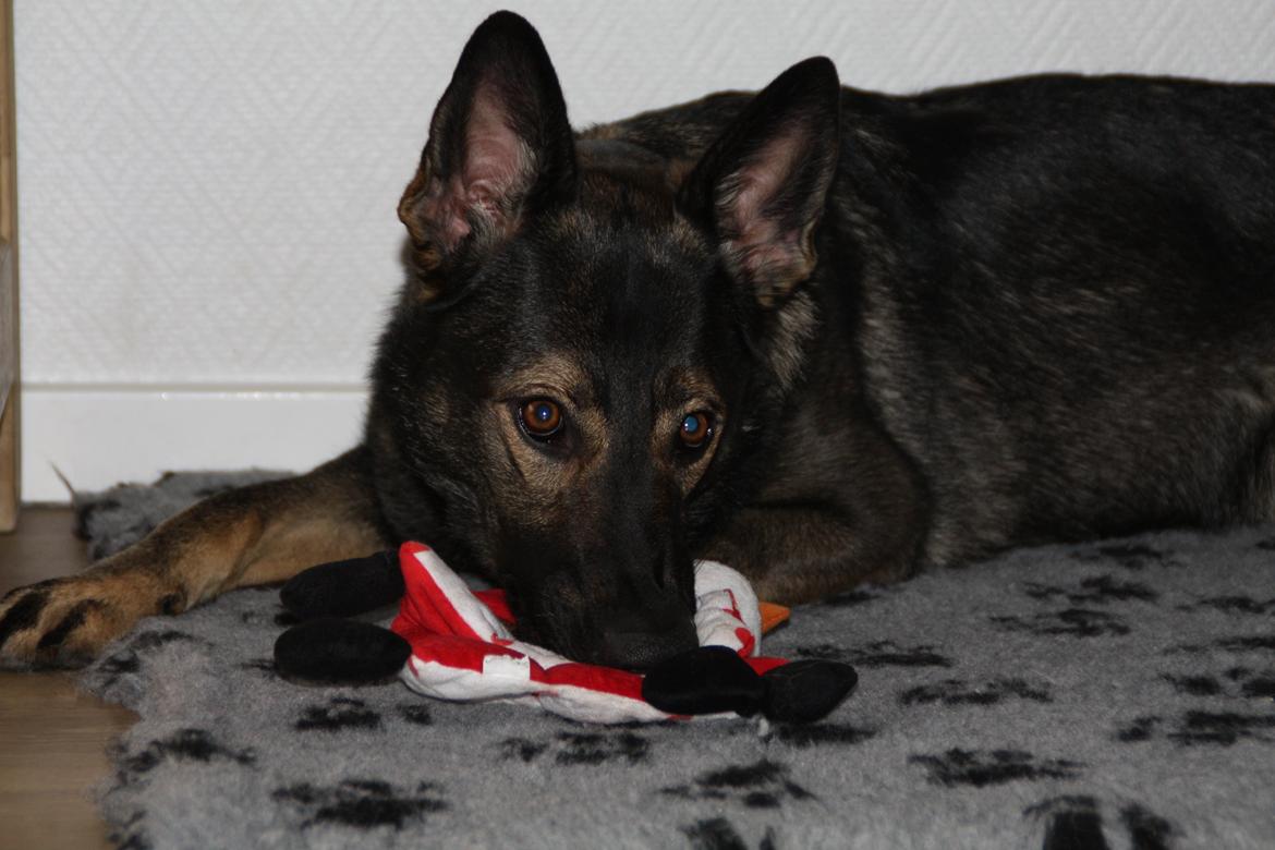 Schæferhund Hulda billede 22