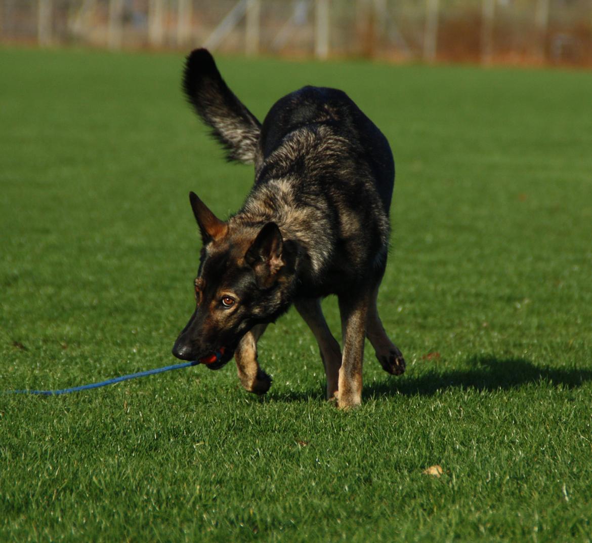 Schæferhund Hulda billede 23