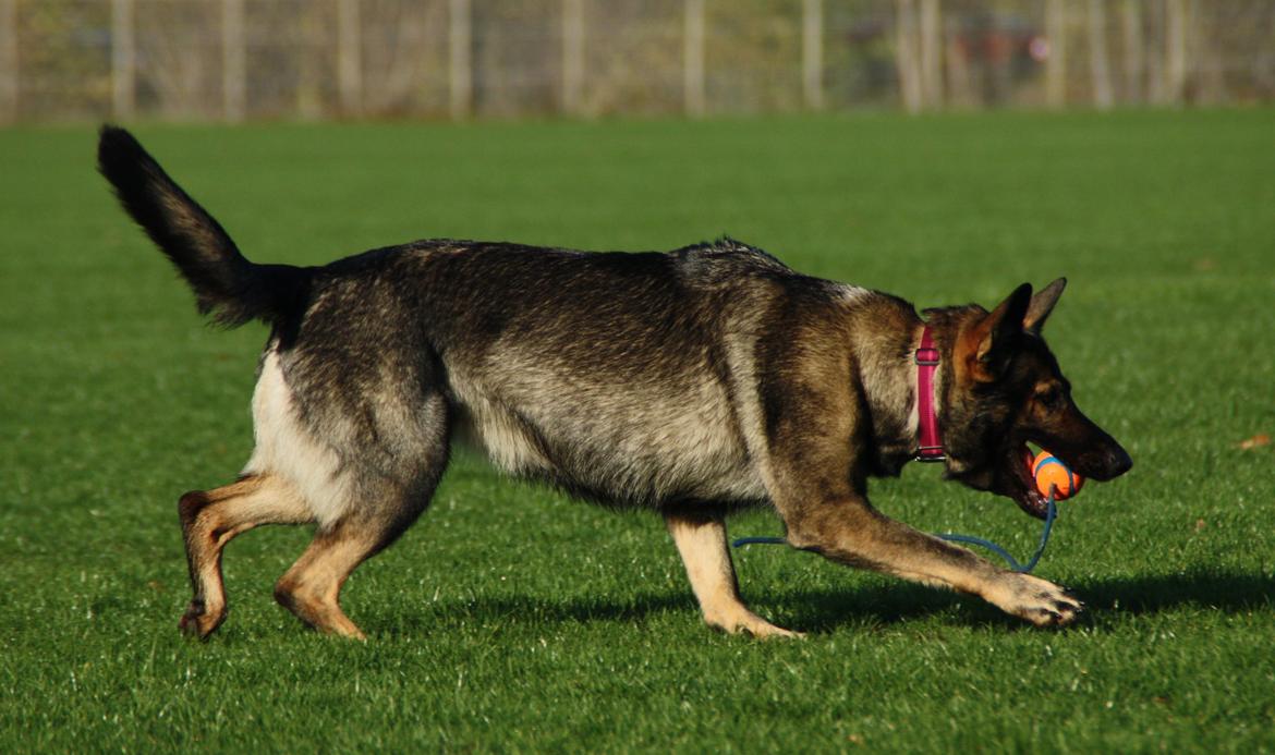 Schæferhund Hulda billede 24