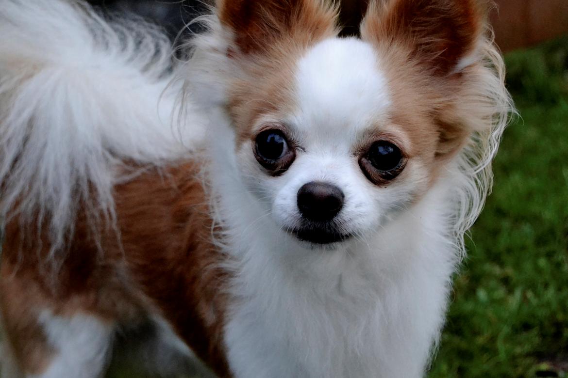 Chihuahua Viktor billede 11