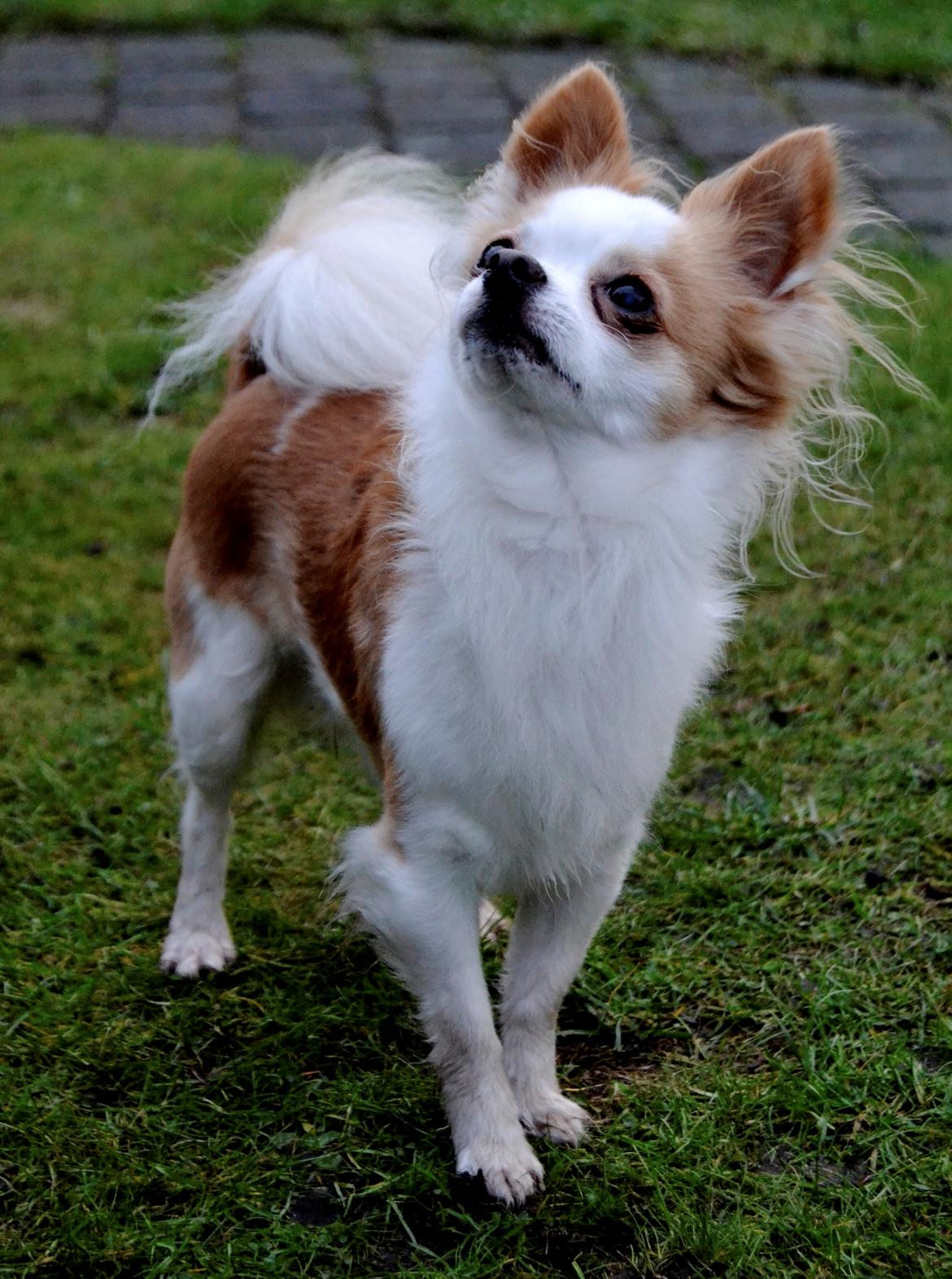 Chihuahua Viktor billede 2