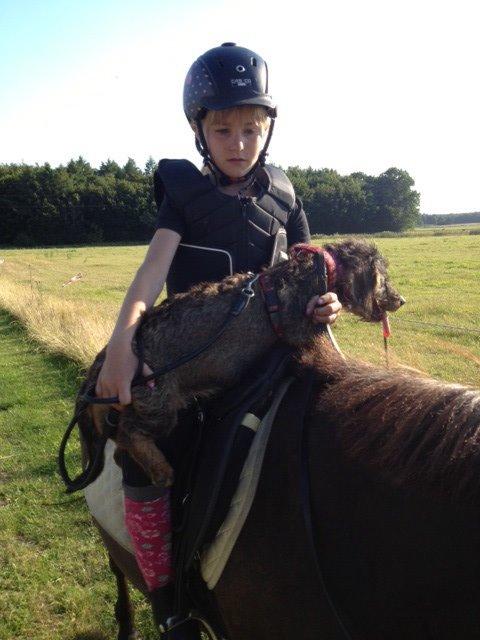 Gravhund Luna billede 1