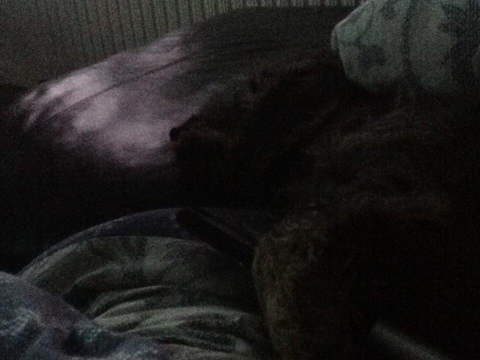 Gravhund Luna billede 3