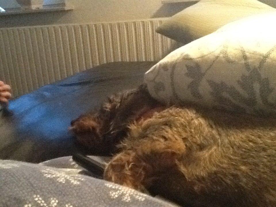 Gravhund Luna billede 5