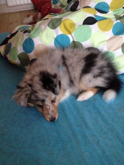 Shetland sheepdog Balto billede 16