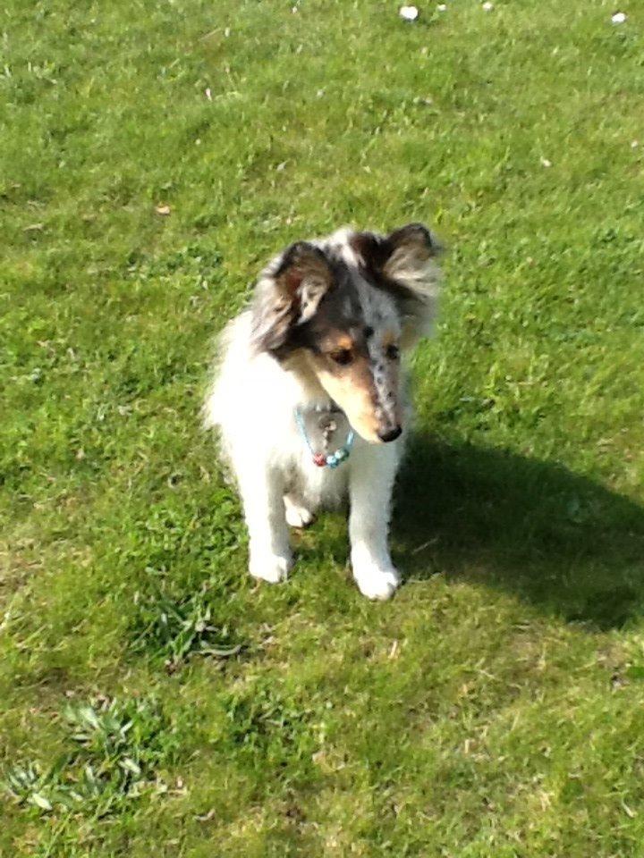 Shetland sheepdog Balto billede 17