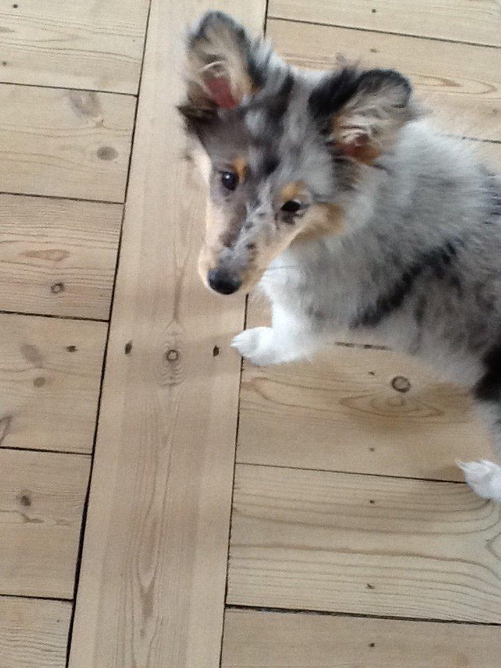 Shetland sheepdog Balto billede 18